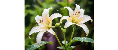 easter lilies,zephyranthes,columbines,madonna lily,erythronium,cosmea,aquilegia,lilium candidum,wood anemones,white lily,day lily plants,aquilegia japonica,trollius download,snowdrop anemones,herbaceous flowering plant,lilies of the valley,lilies,garden star of bethlehem,grass lily,flowers png,Conceptual Art,Fantasy,Fantasy 26