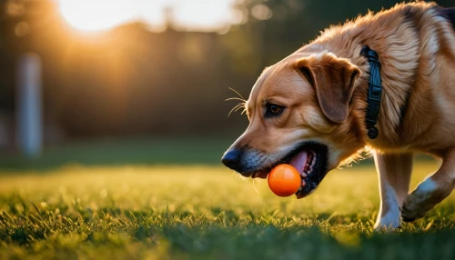playing with ball,dog playing,fetch,retriever,frisbee,golden retriver,dog photography,pelota,running dog,dog running,dog chew toy,golden retriever,frisbees,tennis ball,dewclaw,retrieving,ball play,juggle,labrador retriever,dog toys,Photography,General,Fantasy