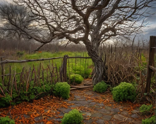 wooden path,pathway,tree lined path,tree top path,winding steps,towards the garden,pathways,hornbeam hedge,ordinary boxwood beech trees,path,forest path,walkway,footpath,footpaths,corkscrew willow,hiking path,the mystical path,late autumn,sissinghurst,flooded pathway,Conceptual Art,Sci-Fi,Sci-Fi 15