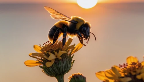 bee,western honey bee,bumblebee fly,flower in sunset,hommel,giant bumblebee hover fly,wild bee,pollinators,bienen,pollination,pollinator,bee in the approach,bumblebees,bombus,pollinating,collecting nectar,drone bee,colletes,bee friend,honey bee,Conceptual Art,Sci-Fi,Sci-Fi 13