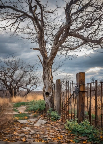 isolated tree,farm gate,old gnarled oak,dead tree,old tree,broken tree,pasture fence,fence gate,creepy tree,stone fence,wood gate,dead wood,tree and roots,fallen tree,iron gate,wooden fence,fenceline,stone gate,landscape photography,dead branches,Conceptual Art,Graffiti Art,Graffiti Art 07