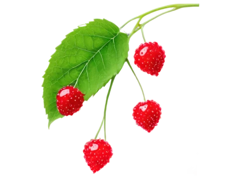 raspberry leaf,red raspberries,red berries,raspberry bush,red currant,red currants,raspberries,strawberry plant,strawberry tree,berries,lingonberries,accoceberry,wild berries,berry fruit,redcurrants,red berry,lingonberry,bearberry,fragaria,raspberry,Illustration,Retro,Retro 26