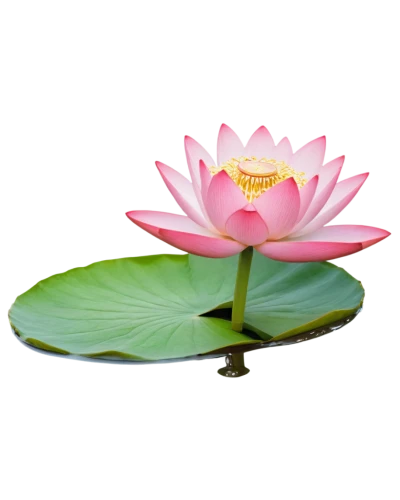 lotus on pond,blooming lotus,water lotus,pink water lily,lotus flowers,lotus blossom,water lily flower,lotus flower,flower of water-lily,lotus png,water lily,pink water lilies,waterlily,lotus ffflower,water lilly,lotuses,lotus,lotus pond,stone lotus,lotus position,Photography,General,Natural