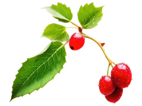 cherry branch,red berries,ripe rose hips,red currant,wild cherry,bearberry,cherries,red and green,accoceberry,sweet cherries,rowanberries,great cherry,winterberry,cherry twig,rose hips,rosehip berries,green rose hips,berry fruit,heart cherries,lingonberries,Illustration,American Style,American Style 10
