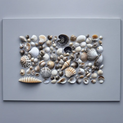 sea shell,sea shells,shell seekers,shells,foraminifera,seashells,clamshells,micromolluscs,seashell,blue sea shell pattern,pin board,in shells,cowries,stoeckel,snail shells,wall panel,marine gastropods,molluscs,micromollusks,micromollusc,Photography,General,Realistic