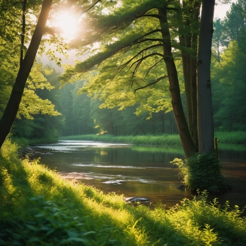verdant,aaaa,aaa,helios 44m7,nature background,helios 44m,green trees with water,nature wallpaper,forest lake,river landscape,germany forest,tiergarten,idyllic,morning light,green landscape,forest landscape,green forest,nature landscape,forest glade,a river,Photography,General,Realistic