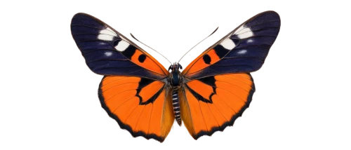butterfly vector,orange butterfly,butterfly background,euphydryas,butterfly isolated,heliconius,polygonia,butterfly clip art,butterfly moth,ornithoptera,isolated butterfly,morphos,heliconius hecale,boloria,acraea,zygaena,adelpha,lepidoptera,garrisoned,mariposa,Illustration,Realistic Fantasy,Realistic Fantasy 34