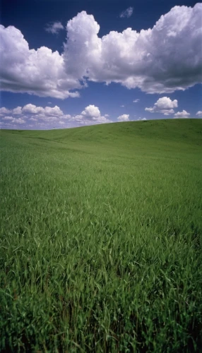 cultivated field,windows wallpaper,green fields,agropecuaria,kericho,cropland,grasslands,grassland,green landscape,landscape background,greenfeld,lipnicki,green wallpaper,field,field of cereals,crops,wheatfield,chives field,agricultural,levanduľové field,Photography,Documentary Photography,Documentary Photography 12