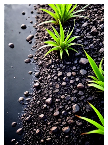 little plants,small plants,crop plant,dark green plant,plants growing,green plants,water plants,green plant,plants,huana,aquatic plant,pot plant,cyperus,desert plants,seedlings,poaceae,saplings,outdoor plants,plantes,small plant,Art,Classical Oil Painting,Classical Oil Painting 35