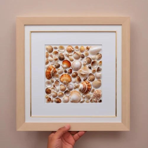 watercolor seashells,cork board,glitter fall frame,sea shells,seashells,foraminifera,sea shell,framed paper,snail shells,beach shell,cowries,fall picture frame,corkboard,wet water pearls,botanical frame,pebblesnail,seashell,balanced pebbles,shells,sugar bag frame,Photography,General,Realistic