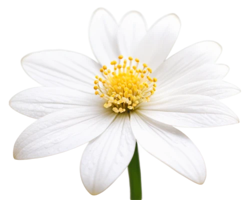 white cosmos,oxeye daisy,marguerite daisy,ox-eye daisy,shasta daisy,white flower,the white chrysanthemum,camomile flower,white chrysanthemum,daisy flower,wood daisy background,white daisies,wood anemone,common daisy,delicate white flower,margueritte,daisylike,cosmea,cosmos flower,daisy heart,Illustration,Vector,Vector 14