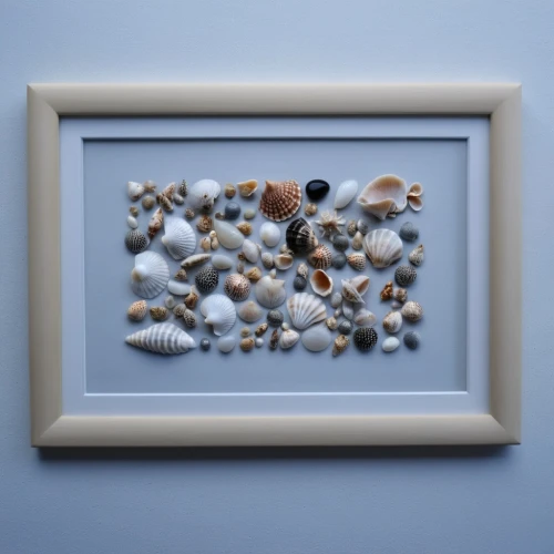 cork board,framed paper,blue sea shell pattern,foraminifera,sea shells,watercolor seashells,seashells,glitter fall frame,botanical frame,sea shell,marine gastropods,corkboard,beach glass,decorative frame,geodes,echinoids,cowries,lithics,microfossils,watercolour frame,Photography,General,Realistic