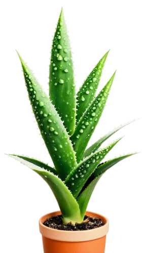 aloe vera leaf,aloe,torch aloe,dracaena,dracena,sansevieria,potted plant,aloe barbadensis,aloes,pineapple plant,green plant,cactus digital background,aloe polyphylla,potted palm,houseplant,cryptanthus,succulent plant,hostplant,oil-related plant,asparagaceae,Art,Artistic Painting,Artistic Painting 22