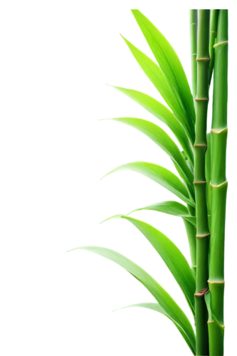palm leaf,bamboo plants,green wallpaper,sweet grass plant,palm leaves,green background,palm fronds,bamboo,equisetum,palm tree vector,grass fronds,citronella,palm sunday,tropical leaf,coconut leaf,pandanus,yucca palm,hawaii bamboo,bamboos,cyperus,Photography,Documentary Photography,Documentary Photography 16