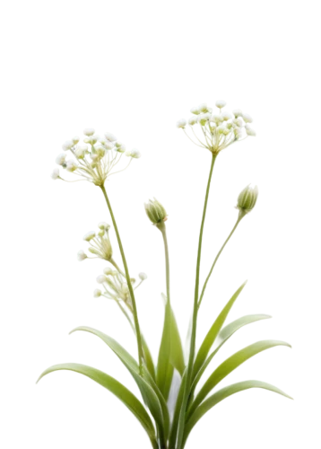 flowers png,lily of the valley,lily of the field,lilies of the valley,lilly of the valley,grass lily,grape-grass lily,plantago,grass blossom,garden star of bethlehem,cyperus,allium sativum,spring onion,blooming grass,doves lily of the valley,lily of the desert,star of bethlehem,muguet,flower background,aquatic plant,Unique,3D,Panoramic