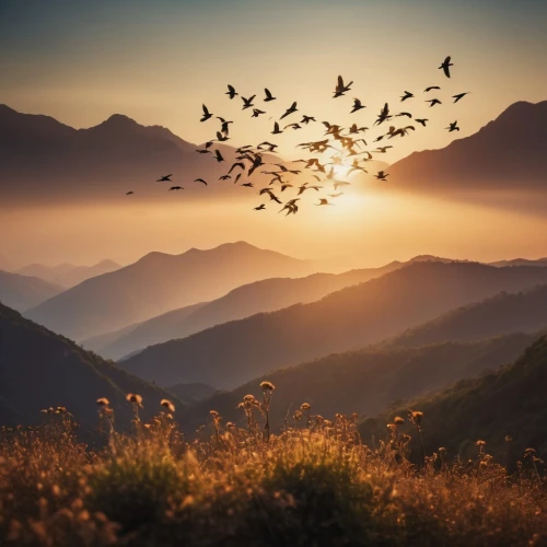 mountain sunrise,birds in flight,bird migration,flock of birds,migratory birds,flying birds,bird kingdom,bird flight,nature background,nature wallpaper,birds flying,wild birds,windows wallpaper,autumn mountains,nature landscape,birds gold,swallows,bird bird kingdom,meadow bird,mountainous landscape,Photography,General,Cinematic