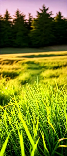 grass,gras,long grass,grasslike,grass grasses,green grass,block of grass,grassy,dew on grass,needlegrass,beach grass,yellow grass,high grass,green wallpaper,green grain,blades of grass,ricefield,cordgrass,straw field,barley field,Illustration,Retro,Retro 16