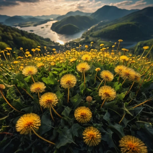 the valley of flowers,taraxacum officinale,mountain flowers,dandelion meadow,sunflower field,dandelion field,dandelions,taraxacum,mountain flower,yellow daisies,golden flowers,sun daisies,dandelion background,alpine flowers,flower field,sun flowers,dandelion,yellow flowers,sunflowers,mountain meadow,Photography,General,Fantasy