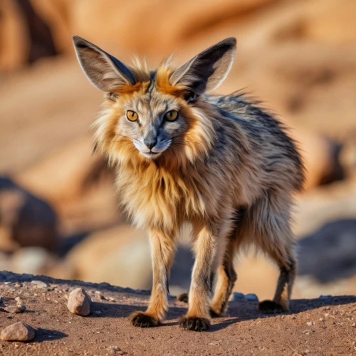 desert fox,latrans,patagonian fox,vulpine,sand fox,vulpes vulpes,fuchs,red fox,viscacha,jackals,south american gray fox,renard,redfox,vulpes,babiker,the red fox,fennec fox,steppe hare,chamois,ibexes,Photography,General,Realistic