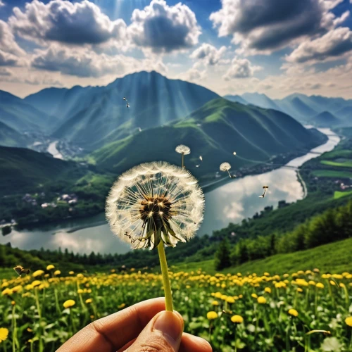 dandelion background,common dandelion,dandelion flying,dandelion field,dandelion flower,dandelion,dandelions,flying dandelions,dandelion meadow,taraxacum,the valley of flowers,taraxacum officinale,mountain flower,dandelion parachute ball,meadow landscape,nature background,beautiful nature,background view nature,beautiful landscape,nature wallpaper,Photography,General,Realistic