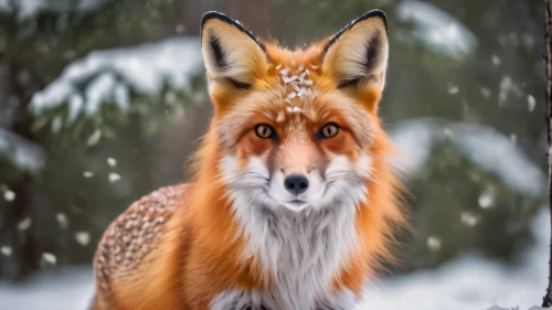 red fox,redfox,fox in the rain,cute fox,adorable fox,christmas fox,a fox,winter animals,vulpes vulpes,fox,south american gray fox,garden-fox tail,canidae,little fox,fox stacked animals,dhole,foxes,fox hunting,child fox,long eared,Photography,General,Cinematic
