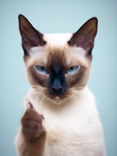 siamese cat,tonkinese,cat on a blue background,siamese,funny cat,human don't be angry,cat image,birman,disapprove,cat portrait,blue eyes cat,napoleon cat,puss,cat,fierce,attitude,vintage cat,cute cat,breed cat,feline look