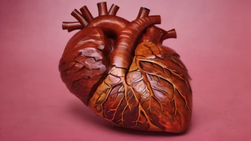 human heart,cardiology,medical illustration,coronary vascular,cardiac,heart care,coronary artery,circulatory system,lungs,electrocardiogram,aorta,circulatory,the heart of,heart icon,electrophysiology,human body anatomy,heart background,human internal organ,heart health,cd cover,Photography,General,Natural