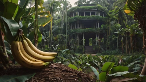 banana trees,banana plant,banana tree,ripe bananas,bananas,tropical house,saba banana,palm house,banana,titan arum,tropical jungle,monkey banana,jungle,rainforest,garden of eden,juice plant,nanas,house in the forest,the palm house,banana family,Photography,General,Natural