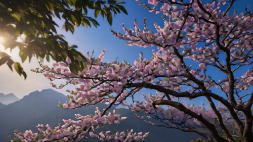 blossom tree,flowering tree,blooming tree,magnolia tree,blooming trees,pink magnolia,almond tree,tree blossoms,magnolia blossom,flower tree,magnolia trees,magnolia flowers,flowering trees,chinese magnolia,apricot blossom,plum blossoms,spring blossom,cherry blossom tree,blossoming apple tree,plum blossom,Photography,General,Natural