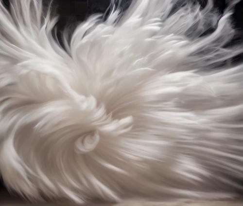 white feather,silkie,swan feather,ostrich feather,komondor,plume,feathery,coton de tulear,angora,pigeon feather,feathered hair,chicken feather,white eagle,bichon frisé,white dog,feather,bearded collie,feathered,plumage,hawk feather,Photography,Artistic Photography,Artistic Photography 04