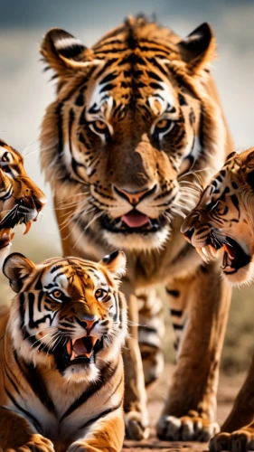 tigers,wild animals,big cats,wildlife,exotic animals,animal photography,animal world,animals hunting,tigerle,asian tiger,animal faces,animal animals,bengal tiger,wild life,tropical animals,tiger png,wild animals crossing,cute animals,toyger,animals,Photography,General,Cinematic