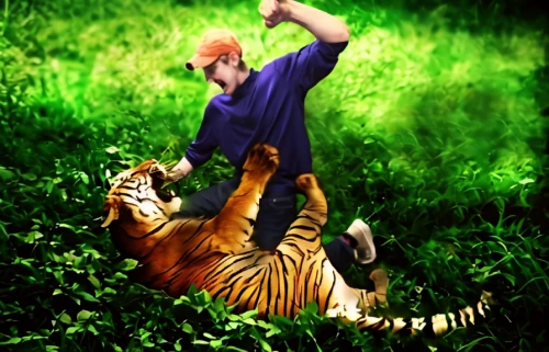 tiger,tiger png,tigers,young tiger,tigerle,a tiger,king of the jungle,chestnut tiger,tiger cat,bengal tiger,asian tiger,tiger woods,tiger cub,royal tiger,liger,kungfu,sumatran tiger,animals hunting,tigger,tiger head