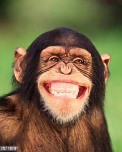 common chimpanzee,chimpanzee,barbary ape,chimp,barbary monkey,ape,funny animals,great apes,bonobo,cheeky monkey,primate,white-fronted capuchin,tufted capuchin,monkey,orang utan,crab-eating macaque,monkey banana,capuchin,to laugh,orangutan