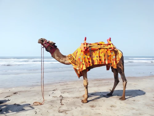 dromedary,arabian camel,male camel,two-humped camel,dromedaries,camel,shadow camel,camels,camelid,camel caravan,oman,camelride,rampur greyhound,agadir,essaouira,bazlama,desert safari dubai,rem in arabian nights,camel train,bactrian camel