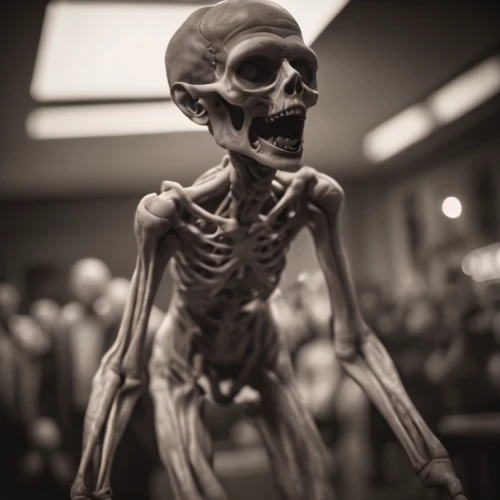 vintage skeleton,skeleltt,human skeleton,skeletal,danse macabre,skeleton,fetus skull,skeletal structure,day of the dead skeleton,day of the dead frame,et,dance of death,skeletons,wood skeleton,bones,anatomy,anatomical,memento mori,skull statue,human anatomy,Photography,General,Cinematic