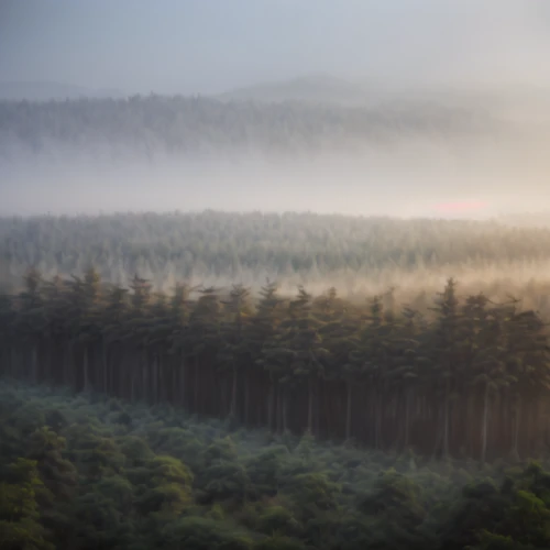 foggy forest,fir forest,coniferous forest,foggy landscape,pine forest,temperate coniferous forest,spruce-fir forest,bavarian forest,spruce forest,morning mist,tropical and subtropical coniferous forests,fog banks,forest landscape,germany forest,forests,larch forests,fir trees,morning fog,ore mountains,pine trees