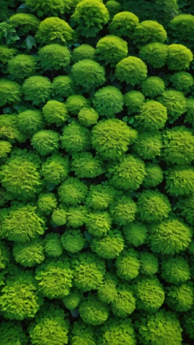 green chrysanthemums,broccoflower,romanesco,romanesca cauliflower,chrysanthemums bush,green wallpaper,chrysanths,vegetables landscape,moss saxifrage,garden chrysanthemum,romanescu,parsley leaves,gunnera,sprouts,liverwort,broccoli sprouts,caulerpa,ostrich fern,garden chrysanthemums,korean chrysanthemum,Photography,General,Natural