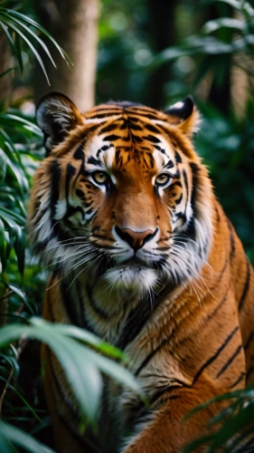 sumatran tiger,asian tiger,a tiger,bengal tiger,tiger,siberian tiger,malayan tiger cub,tigers,young tiger,sumatran,sumatra,tiger png,bengal,chestnut tiger,tigerle,bengalenuhu,tiger head,tiger cub,royal tiger,belize zoo