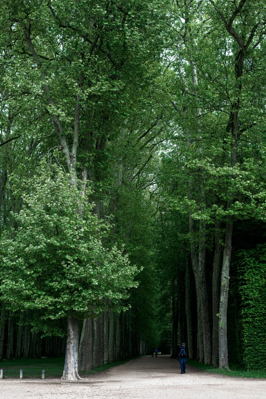 a forest is surrounded by green leaves and lots of trees