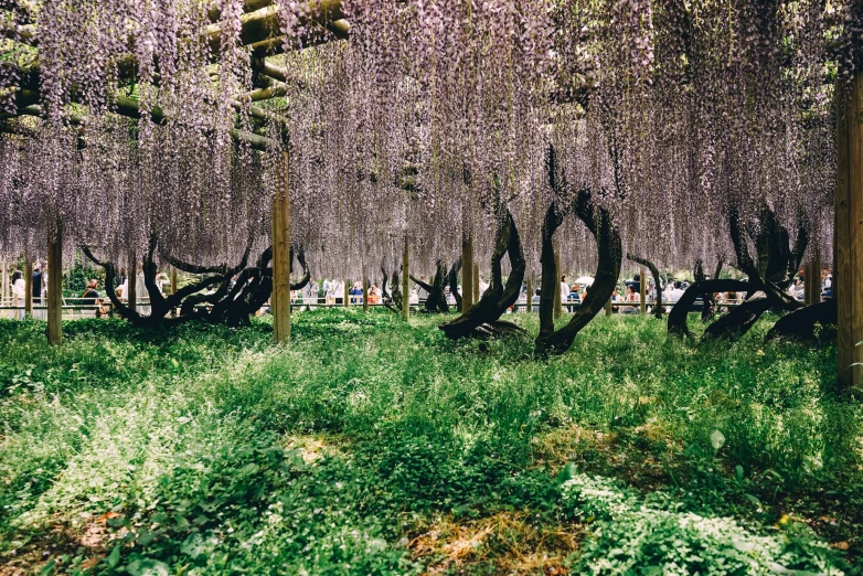 a tree with many flowers is shown in the forest