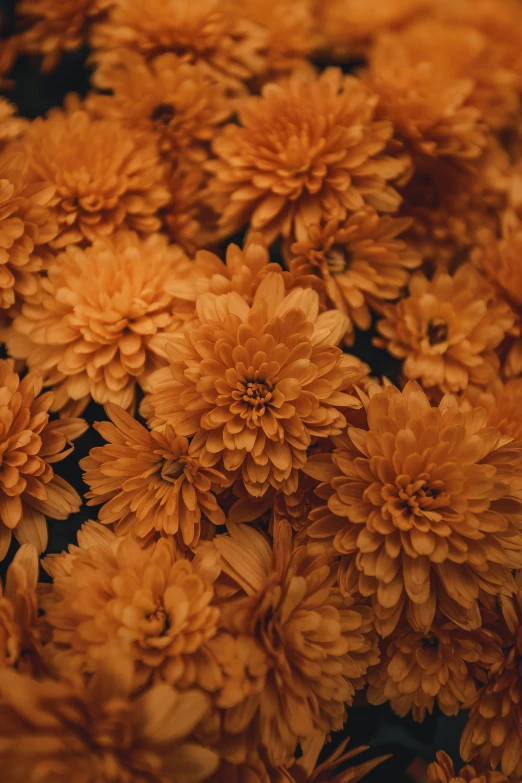 large yellow flowers are scattered on the ground