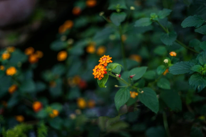 a bush with small yellow flowers and leaves