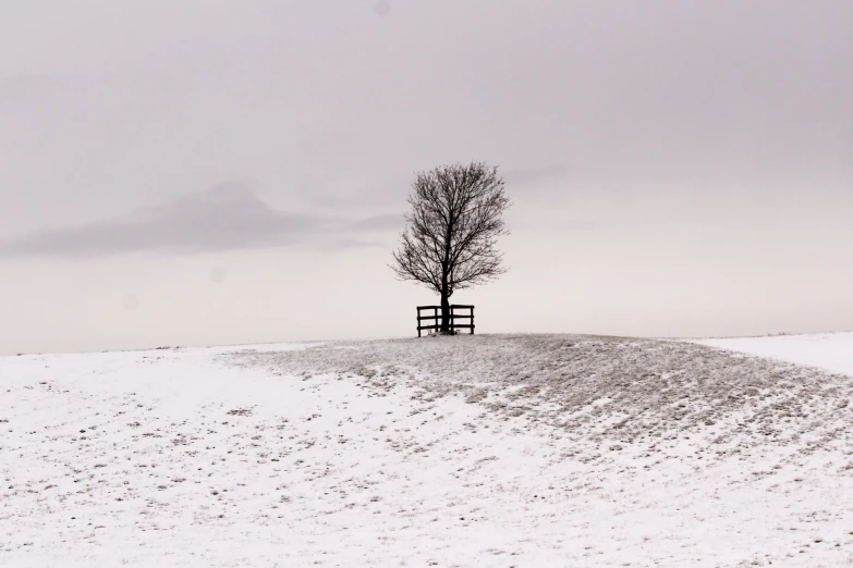 a lone tree stands at the end of the snowy road