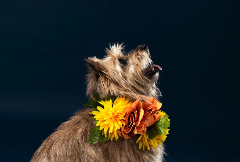 a dog with flower decorations on its collar