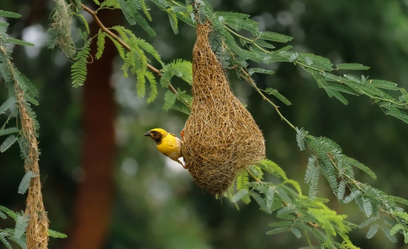 a bird is eating from its nest hanging on a tree