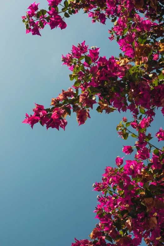 some very pretty purple flowers under a blue sky