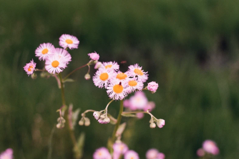 several small white and yellow flowers in a field