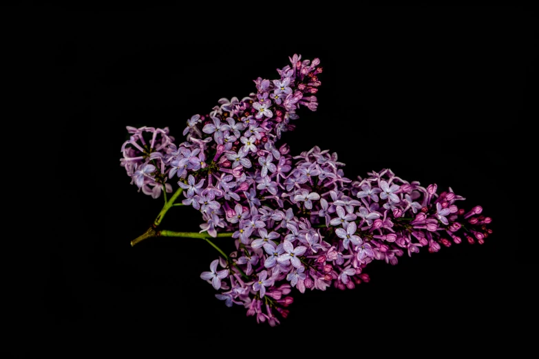 purple flowers are in a glass vase against a black background