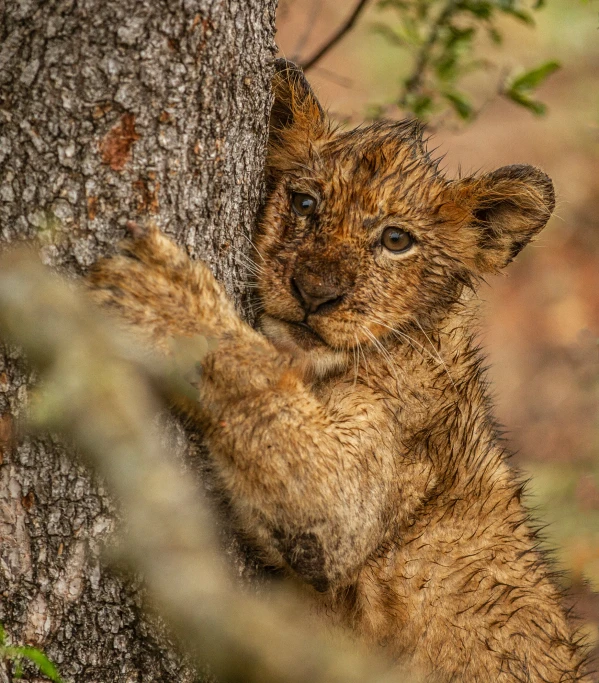 a small brown animal standing next to a tree