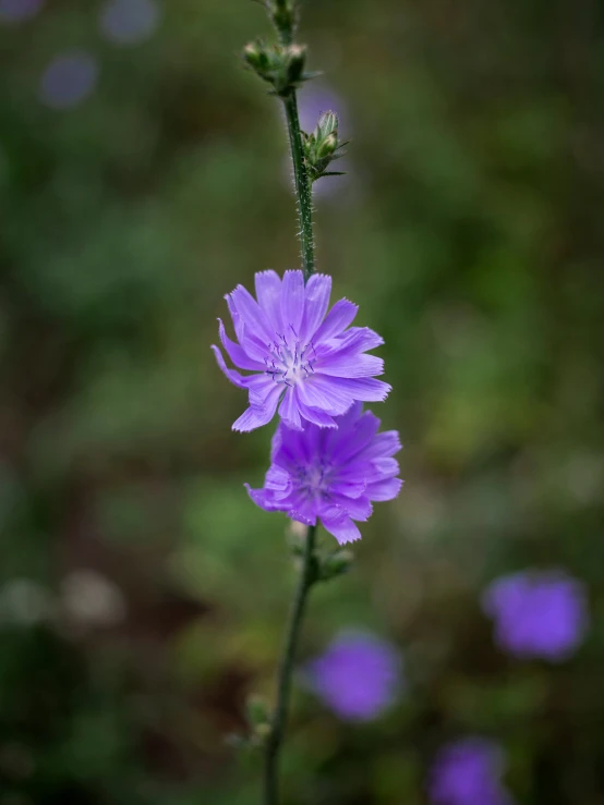 a close up picture of a purple flower